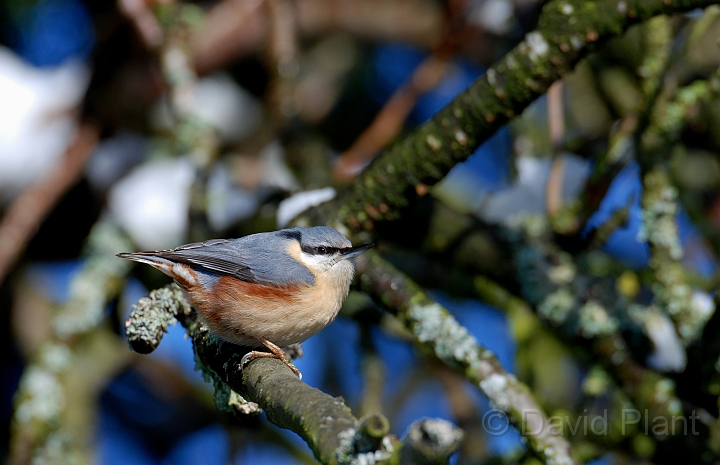 Nuthatch - K.jpg - Nuthatch - Gloucestershire